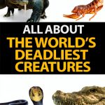 Children's Reptile Fun Facts Book - All About Children, 58-Page Kindle-0
