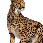 Animal Knowledge Book 4 Kindle Edition Photos for Kids Ages 8-12-0