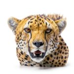 Safari Readers Lion Kids Book African Wildlife Print Replica Ages 3-8-0