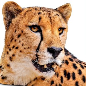Big Cats Lion Tiger Leopard Book by Capstone Press Kindle Edition-0