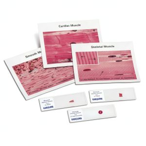 Microscope Sample Slides Carolina Pre Mounted High Clarity Set-0