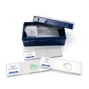 Carolina Biological Microscope Slides 100 Pack Clear Glass-0