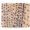 Eisco Microscope Sample Slide Lilium Root Tip 75mm x 25mm-0