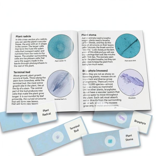Microscope Slides 25 Pack National Geographic Sample Set Cedar Case-3