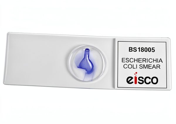 Eisco E coli Microscope Slide BS18005 Gram Stain Sample-2
