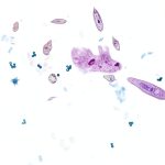 Carolina Biological Microscope Sample Slides 100 Pack Ages 8+-0