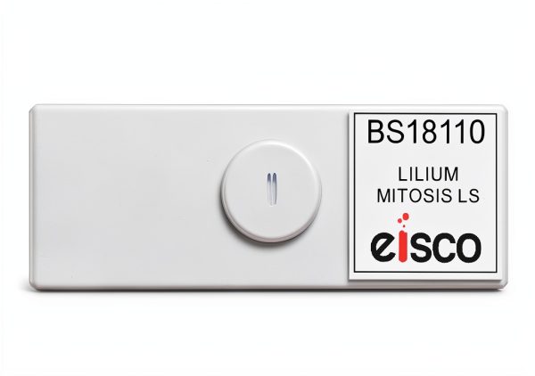 Eisco Microscope Sample Slide Lilium Root Tip 75mm x 25mm-1
