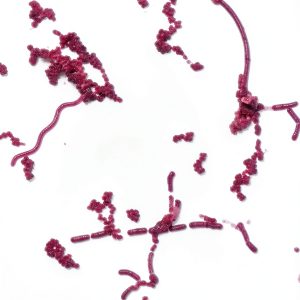 Mixed Smear of Bacteria Types Slide Carbol-Fuchsin by Carolina Supply-0