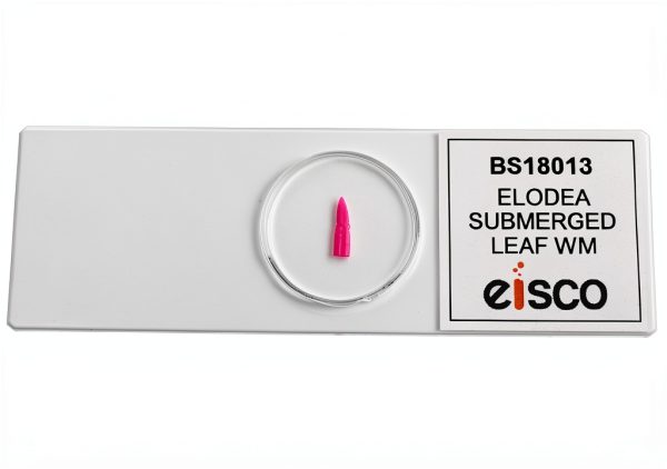 EISCO Elodea Submerged Leaf Microscope Slide 75x25mm Prepared-5