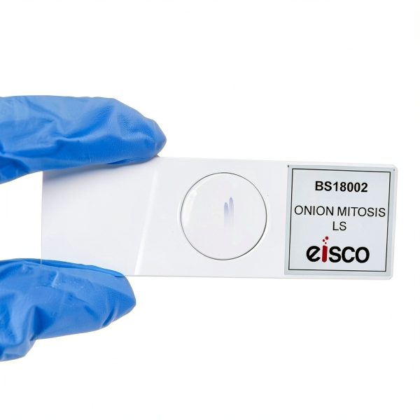 Eisco Prepared Microscope Slides – Onion Root Tip Mitosis Pack of 10-2