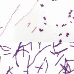 Bacteria Types Slide Carolina Biological Microscope Slides, Gram Stain-0