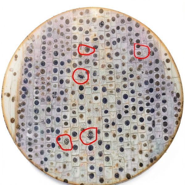 Onion Root Tips Cell Mitosis Microscope Slides Set DIY-SCIENCE 5pcs-6