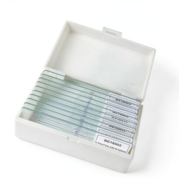 Eisco Prepared Microscope Slides – Onion Root Tip Mitosis Pack of 10-3